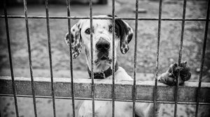 Άθλιες συνθήκες στο δημοτικό κυνοκομείο στα Γιαννιτσά – Χωρίς ταΐστρες και στέγαστρο τα σκυλιά