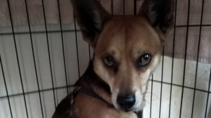 Ο "Χάτσικο" των Χανίων ψάχνει σπίτι μετά τη δολοφονία του αφεντικού του