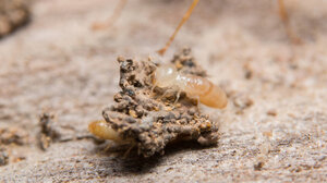 Γιγάντιοι τερμίτες στην Αυστραλία τρώνε μέχρι και άσφαλτο 