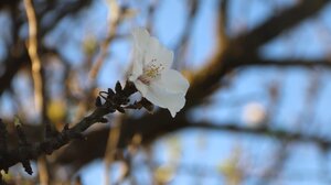 Μια κουταλιά γλυκό βύσσινο να καλωσορίσουμε τον Φλεβάρη!