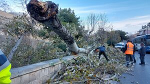 Νέα κοπή δέντρων στο νεκροταφείο - Πώς θα γίνει η κίνηση των οχημάτων