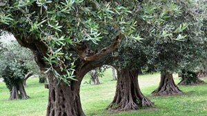 Μάζευε τις ελιές από ξένα χωράφια - Είχε στήσει επιχείρηση!