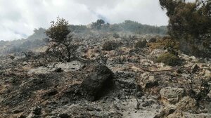 Για εμπρησμό από αμέλεια ένα άτομο για τη φωτιά στο Πατελάρι