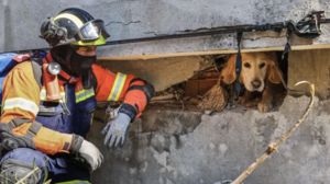 Σεισμός στην Τουρκία: Δυο σκυλάκια ανασύρθηκαν ζωντανά από τα ερείπια 