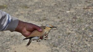 Από τη Χρυσή.. στη Σαχάρα!