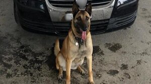 Η πρώτη συστηματική καταγραφή δαγκωμάτων από σκύλους στην Ελλάδα από τον ΕΟΔΥ