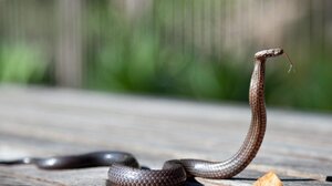 Από ποια φίδια κινδυνεύουμε και πόσο, στην Ελλάδα