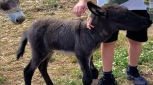 Έκλεψαν νεογέννητο γαϊδουράκι- Έκκληση να βρεθεί από τους ιδιοκτήτες