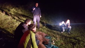 Αρκούδα πιάστηκε σε παράνομη θηλιά και μάσησε σχεδόν όλο τον κορμό δέντρου για να απελευθερωθεί!