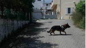 Δηλητηρίασαν γάτα με δόλωμα ψάρι που είχαν πασπαλίσει με άσπρη τοξική σκόνη 