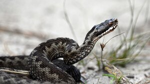 Οχιά δάγκωσε ερπετολόγο σε σχολείο