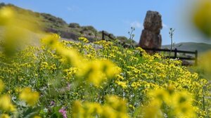 Περισσότερα από 360 είδη φυτών στο Πάρκο Απολιθωμένου Δάσους της Λέσβου