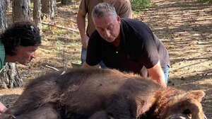 Συνέλαβαν αρκούδα που «έκλεβε» κοτέτσια και της άλλαξαν περιοχή