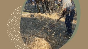 Αναβιώνει στη Μονή το παραδοσιακό αλώνισμα