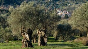 Ελαιοτουρισμός: Η "λύση" στον υπερτουρισμό της Κρήτης;