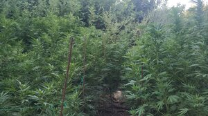 Μία μικρή φυτεία μέσα στο δάσος!