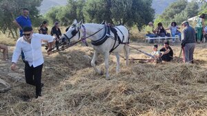 Αναβίωσε στην Μονή το παραδοσιακό αλώνισμα