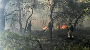 Η φύση που αντιστέκεται: Σπάνια είδη κατακτούν τις καμένες περιοχές