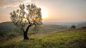 ΥπΑΑΤ: Εγκρίθηκαν οι πρώτες αιτήσεις για τον «Πράσινο Αγροτουρισμό»