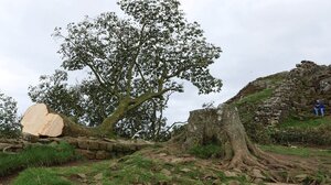 Βρετανία: Βάνδαλοι έκοψαν το εμβληματικό «δένδρο του Ρομπέν των Δασών»