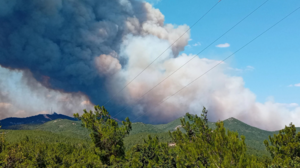 Greenpeace: Τραγικό το αποτέλεσμα από την πυρκαγιά στη Δαδιά