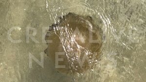 Βουτιές παρέα με… μέδουσες στην Κρήτη! Τι πρέπει να γνωρίζει ο κόσμος- Φωτογραφίες