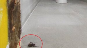 Κατσαρίδες και σκουπίδια στα σχολεία του Ηρακλείου- Την Τετάρτη υπογράφουν συμβάσεις οι καθαρίστριες