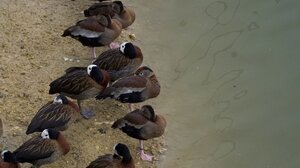 Γαλλία: Εμβολιάζουν τις πάπιες - σώζουν το foie gras