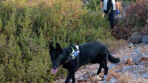 Ποινή φυλάκισης 18 μηνών και πρόστιμο χιλιάδων ευρώ για τις φόλες στον Αποκόρωνα