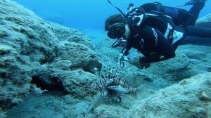 Νέα έρευνα για την εισβολή του λεοντόψαρου στα οικοσυστήματα της Κρήτης