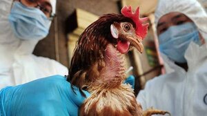 Έρχεται νέα πανδημία; - Πόσο απειλούμαστε από τη γρίπη των πτηνών 