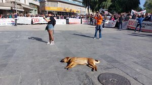 Το συλλαλητήριο για την υγεία και η... ραστώνη του σκύλου!