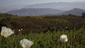 Ποια χώρα είναι... «πρωταθλήτρια κόσμου» στην παραγωγή οπίου