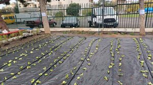 Λαχανόκηποι σε νηπιαγωγεία και δημοτικά από το ερχόμενο σχολικό έτος