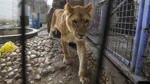 Γάζα: Λιοντάρια, πίθηκοι και παπαγάλοι λιμοκτονούν στον ζωολογικό κήπο