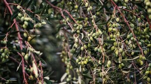 Πρώιμη συγκομιδή σε Τυνησία και Πορτογαλία- Ανοίγουν τα ελαιοτριβεία!