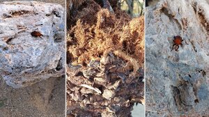 Το κόκκινο σκαθάρι "τρώει" το φοινικόδασος του Βάι - Δείτε εικόνες