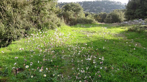Πεζοπορία και κοπή πίτας για τον Φυσιολατρικό Σύλλογο Ηρακλείου