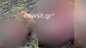 Απίστευτο: Σκότωσαν και τεμάχισαν 4 άλογα!