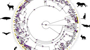 Η εξέλιξη της ομοφυλοφιλίας στα θηλαστικά