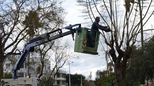 Εργασίες κλαδέματος από τον Δήμο Χανίων - Πού θα πραγματοποιηθούν