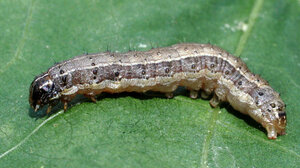 Σύσκεψη με γεωτεχνικούς για το έντομο Spodoptera frugiperda