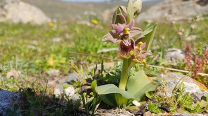Μυτιλήνη: Οι ανθισμένες άγριες ορχιδέες στο Πάρκο του Απολιθωμένου Δάσους