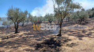  Υπό μερικό έλεγχο η φωτιά στον Αλίαρτο Βοιωτίας