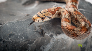 Ένα... Σπιτόφιδο στην Κρήτη: Θα πρέπει να μας τρομάζει;
