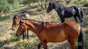 Ανακαλύψτε το γιοργαλίδικο άλογο της Κρήτης!