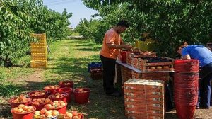 Κρήτη: Βάζουν και δεύτερες καλλιέργειες για να κρατήσουν τους εργάτες γης!