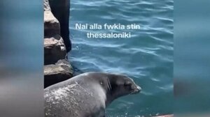 Φώκια λιάζεται στον Θερμαϊκό και γίνεται "viral"