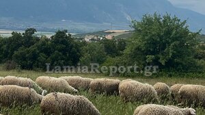 Επίθεση λύκου σε κοπάδι κοντά σε σπίτια στη Λαμία