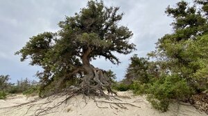 Παρουσιάζονται οι μελέτες για τη Χρυσή